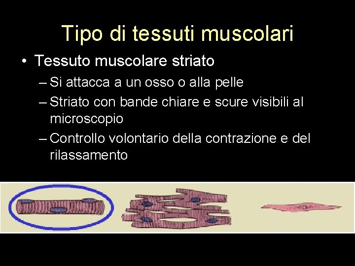 Tipo di tessuti muscolari • Tessuto muscolare striato – Si attacca a un osso
