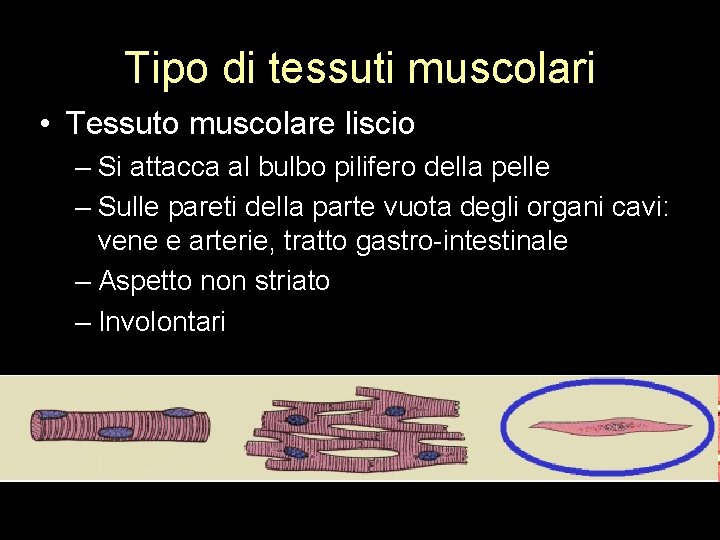 Tipo di tessuti muscolari • Tessuto muscolare liscio – Si attacca al bulbo pilifero