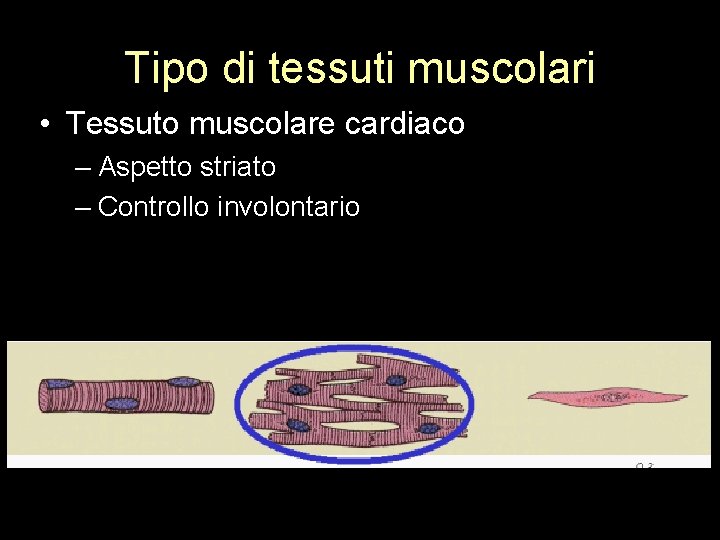 Tipo di tessuti muscolari • Tessuto muscolare cardiaco – Aspetto striato – Controllo involontario