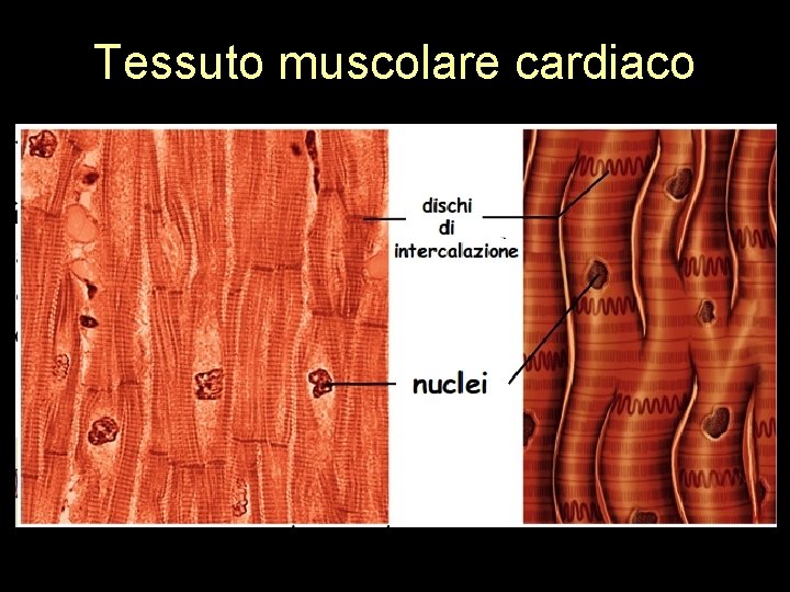 Tessuto muscolare cardiaco 