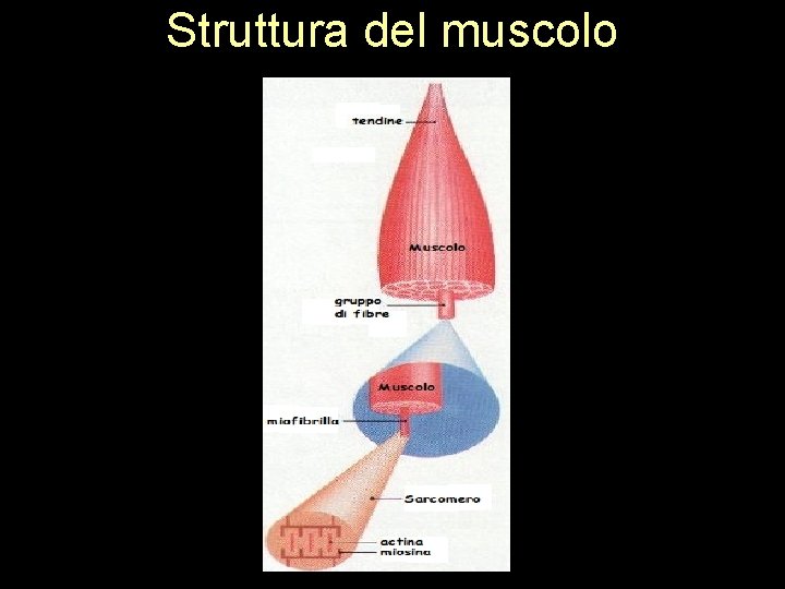 Struttura del muscolo 