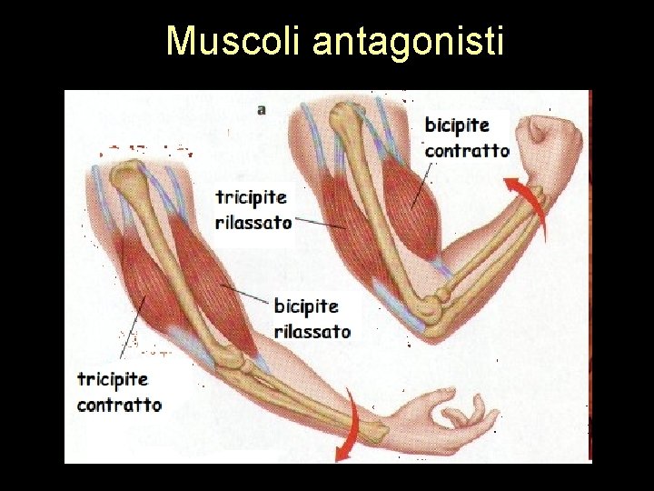 Muscoli antagonisti 