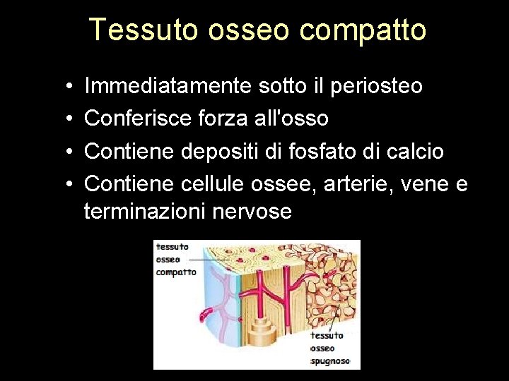 Tessuto osseo compatto • • Immediatamente sotto il periosteo Conferisce forza all'osso Contiene depositi