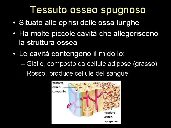 Tessuto osseo spugnoso • Situato alle epifisi delle ossa lunghe • Ha molte piccole