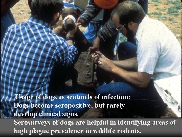 Usage of dogs as sentinels of infection: Dogs become seropositive, but rarely develop clinical