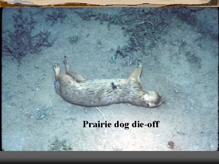 Prairie dog die-off 