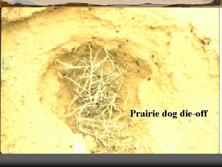 Prairie dog die-off 