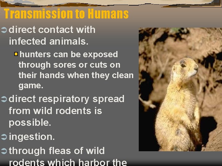 Transmission to Humans Ü direct contact with infected animals. hunters can be exposed through