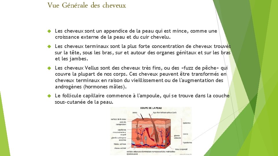 Vue Générale des cheveux Les cheveux sont un appendice de la peau qui est Vue Générale des cheveux Les cheveux sont un appendice de la peau qui est