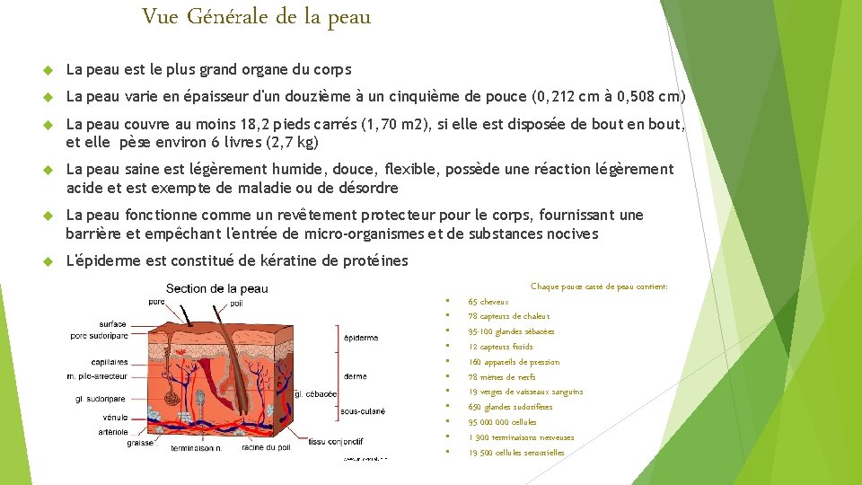 Vue Générale de la peau La peau est le plus grand organe du corps Vue Générale de la peau La peau est le plus grand organe du corps