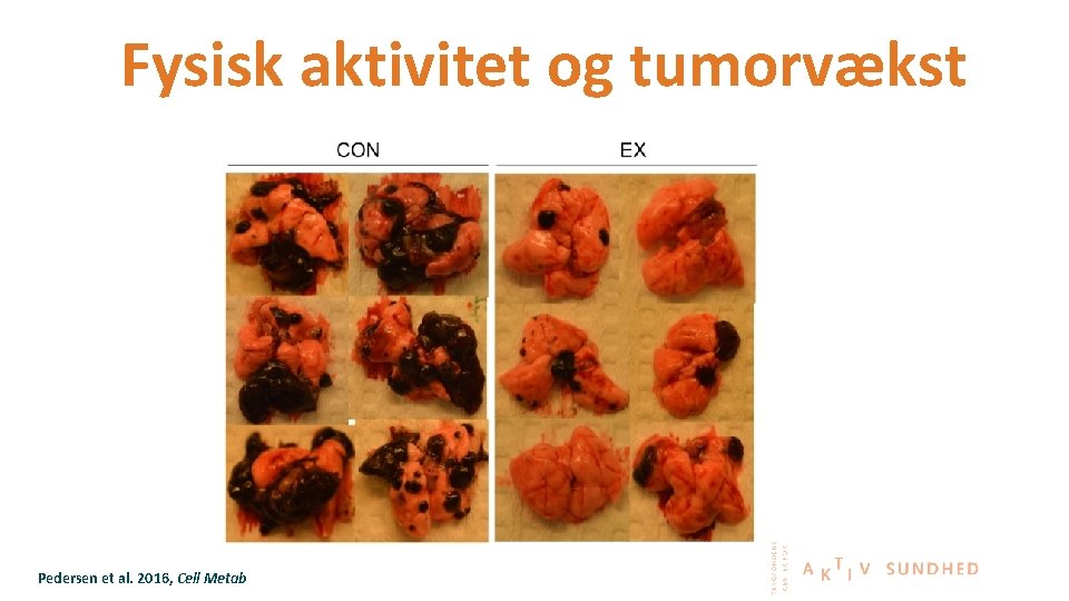 Fysisk aktivitet og tumorvækst Pedersen et al. 2016, Cell Metab 