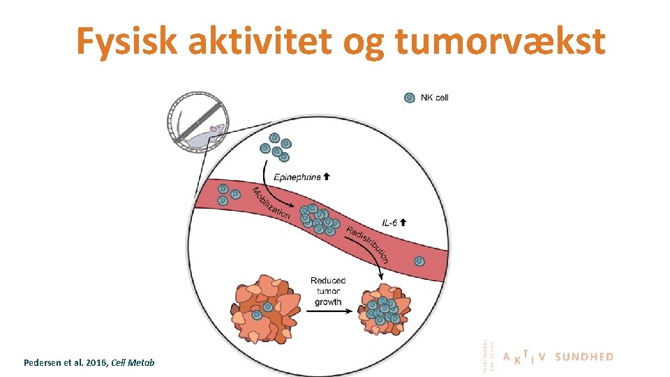 Fysisk aktivitet og tumorvækst Pedersen et al. 2016, Cell Metab 