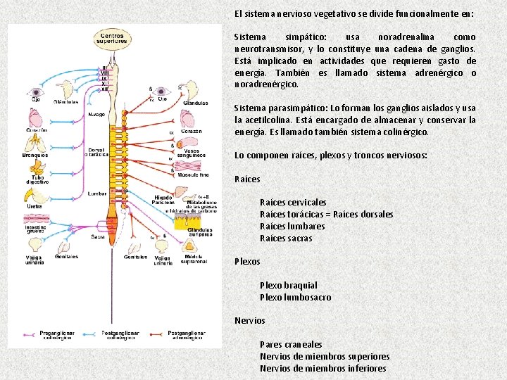 El sistema nervioso vegetativo se divide funcionalmente en: Sistema simpático: usa noradrenalina como neurotransmisor,