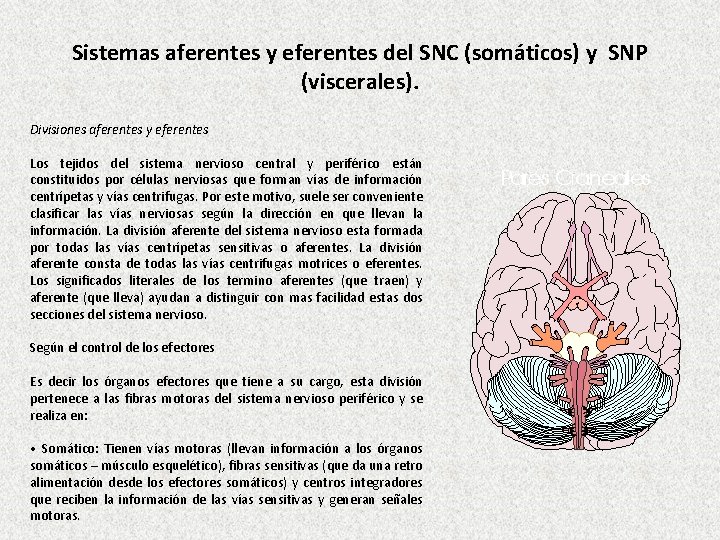 Sistemas aferentes y eferentes del SNC (somáticos) y SNP (viscerales). Divisiones aferentes y eferentes