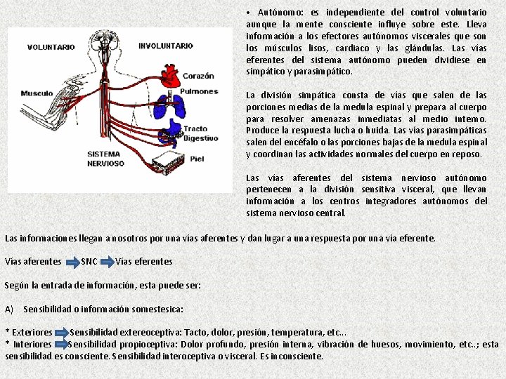  • Autónomo: es independiente del control voluntario aunque la mente consciente influye sobre