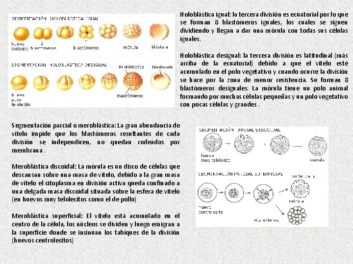 Holoblástica igual: la tercera división es ecuatorial por lo que se forman 8 blastómeros