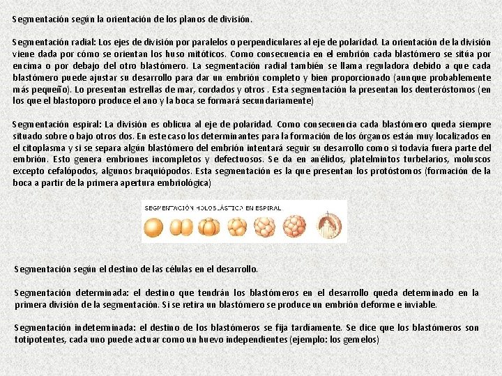 Segmentación según la orientación de los planos de división. Segmentación radial: Los ejes de