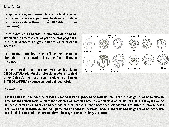 Blastulación La segmentación, aunque modificada por las diferentes cantidades de vitelo y patrones de