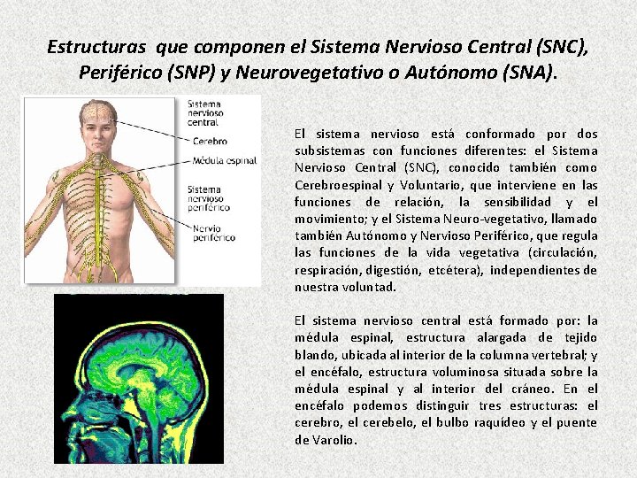 Estructuras que componen el Sistema Nervioso Central (SNC), Periférico (SNP) y Neurovegetativo o Autónomo