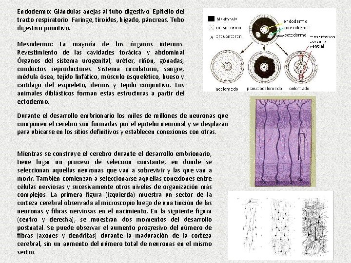 Endodermo: Glándulas anejas al tubo digestivo. Epitelio del tracto respiratorio. Faringe, tiroides, hígado, páncreas.