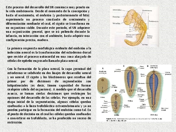 Este proceso del desarrollo del SN comienza muy pronto en la vida embrionaria. Desde