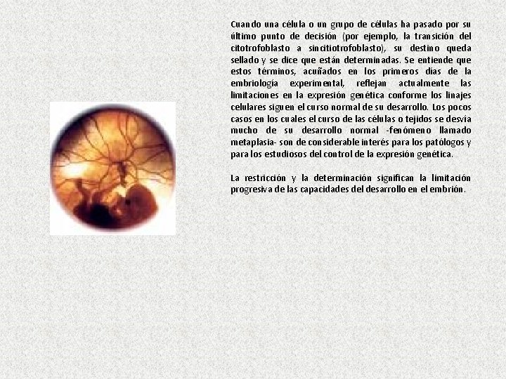 Cuando una célula o un grupo de células ha pasado por su último punto