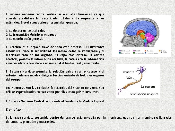 El sistema nervioso central realiza las mas altas funciones, ya que atiende y satisface