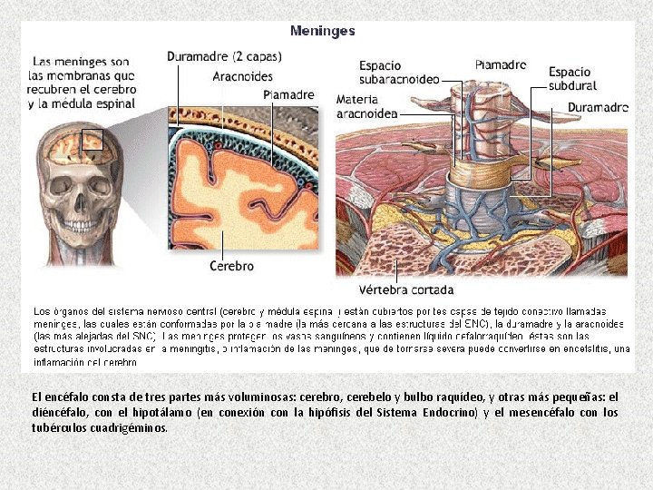 El encéfalo consta de tres partes más voluminosas: cerebro, cerebelo y bulbo raquídeo, y
