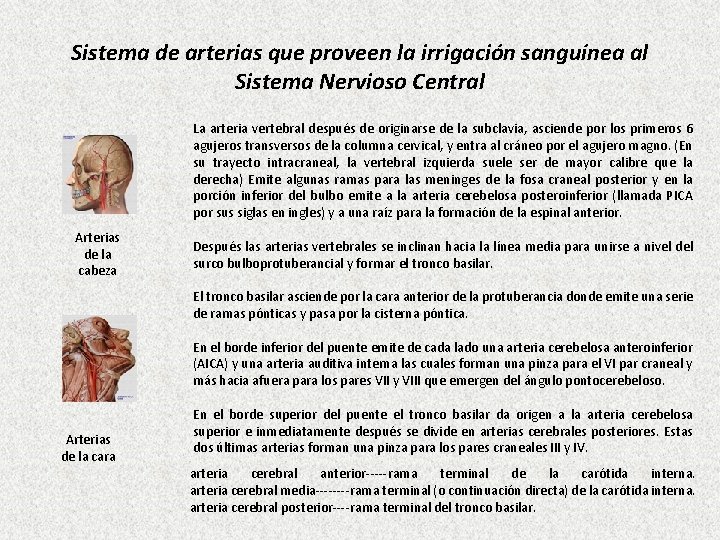Sistema de arterias que proveen la irrigación sanguínea al Sistema Nervioso Central La arteria