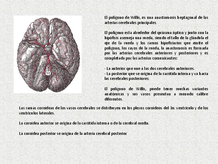 El polígono de Willis, es una anastomosis heptagonal de las arterias cerebrales principales. El