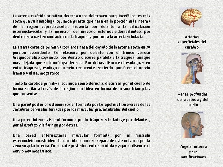 La arteria carótida primitiva derecha nace del tronco braquiocefálico, es más corta que su