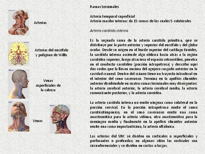 Ramas terminales Arterias Arteria temporal superficial Arteria maxilar interna: da 15 ramas de las