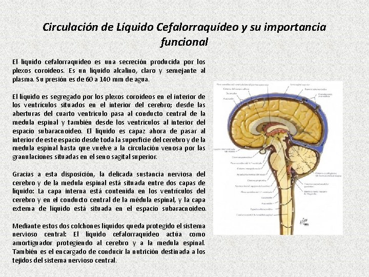 Circulación de Líquido Cefalorraquídeo y su importancia funcional El líquido cefalorraquídeo es una secreción