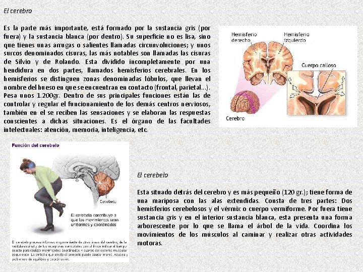 El cerebro Es la parte más importante, está formado por la sustancia gris (por