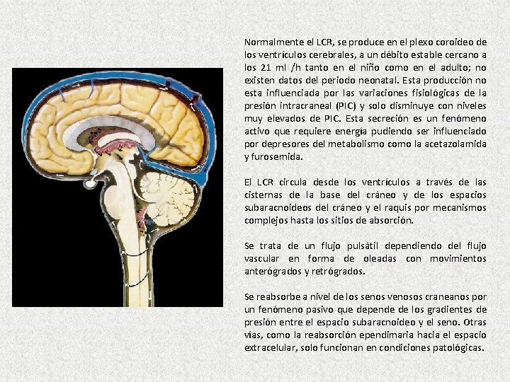 Normalmente el LCR, se produce en el plexo coroideo de los ventrículos cerebrales, a