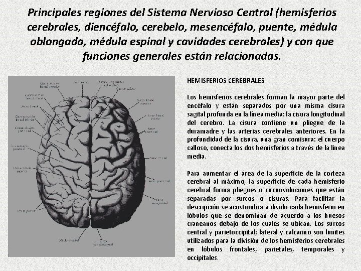 Principales regiones del Sistema Nervioso Central (hemisferios cerebrales, diencéfalo, cerebelo, mesencéfalo, puente, médula oblongada,