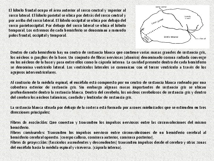 El lóbulo frontal ocupa el área anterior al surco central y superior al surco