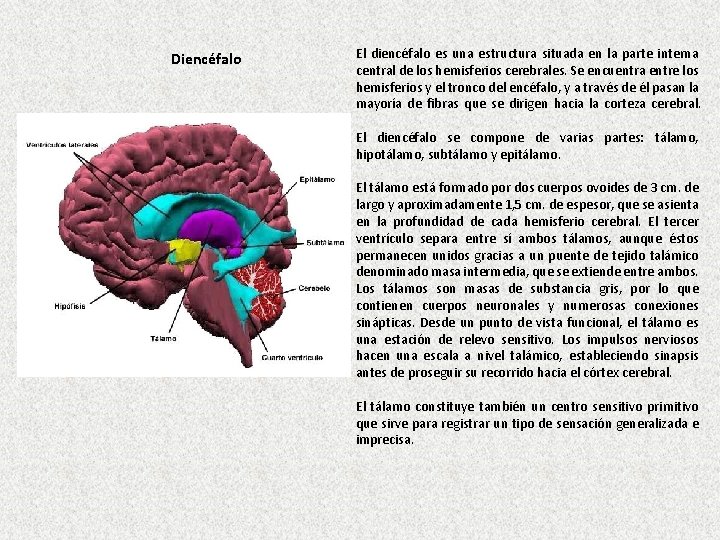 Diencéfalo El diencéfalo es una estructura situada en la parte interna central de los