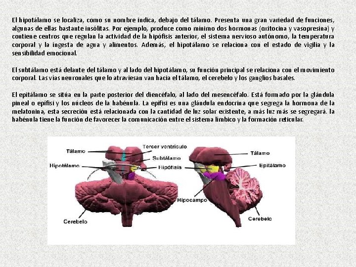 El hipotálamo se localiza, como su nombre indica, debajo del tálamo. Presenta una gran