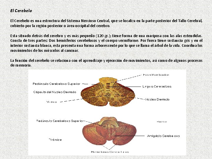 El Cerebelo es una estructura del Sistema Nervioso Central, que se localiza en la
