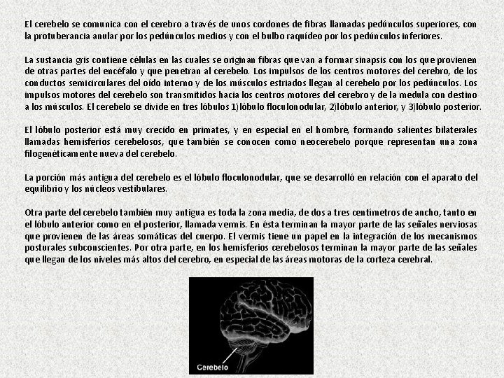 El cerebelo se comunica con el cerebro a través de unos cordones de fibras