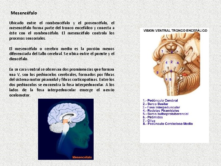 Mesencéfalo Ubicado entre el rombencéfalo y el prosencéfalo, el mesencéfalo forma parte del tronco