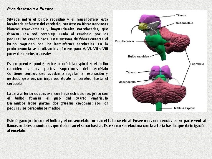 Protuberancia o Puente Situada entre el bulbo raquídeo y el mesencéfalo, está localizada enfrente
