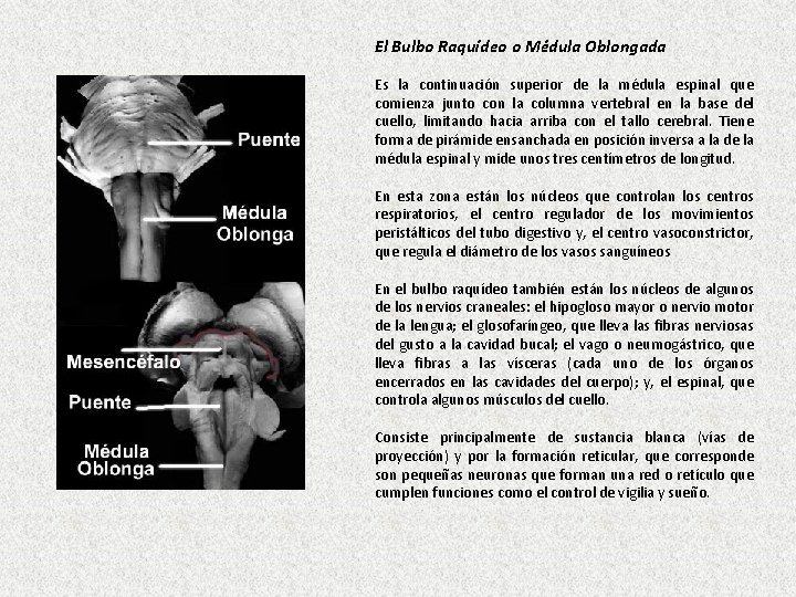El Bulbo Raquídeo o Médula Oblongada Es la continuación superior de la médula espinal