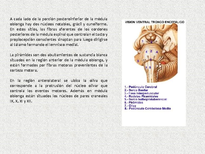 A cada lado de la porción posteroinferior de la médula oblonga hay dos núcleos