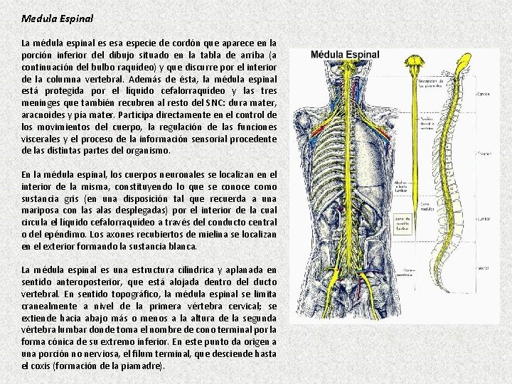 Medula Espinal La médula espinal es esa especie de cordón que aparece en la