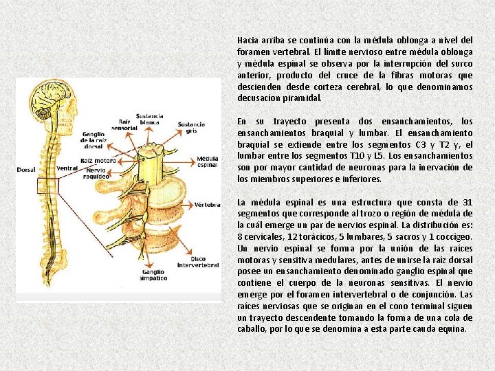 Hacia arriba se continúa con la médula oblonga a nivel del foramen vertebral. El
