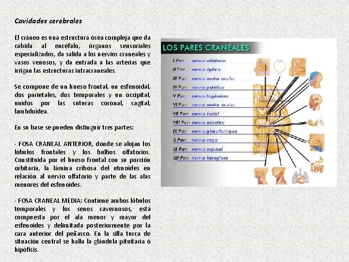  Cavidades cerebrales El cráneo es una estructura ósea compleja que da cabida al
