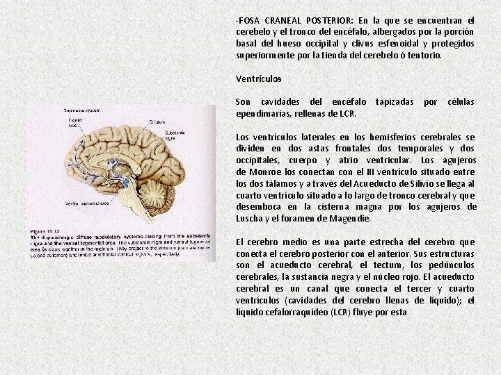-FOSA CRANEAL POSTERIOR: En la que se encuentran el cerebelo y el tronco del