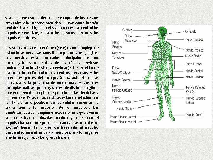 Sistema nervioso periférico que comprende los Nervios craneales y los Nervios raquídeos. Tiene como